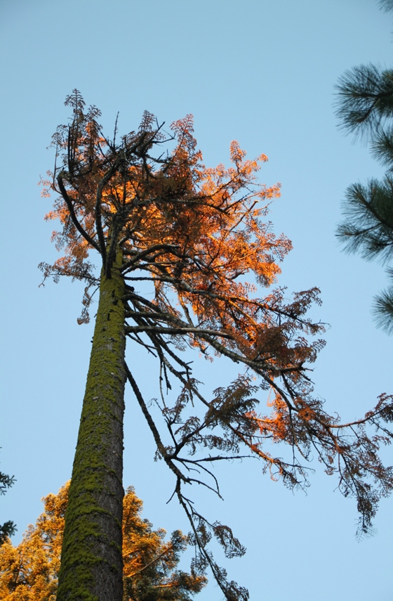 Sequoia National Forest